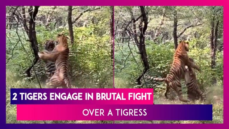 Two Ranthambore Tigers Engage In A Fierce Fight Over A Tigress, Act Caught On Camera Two Ranthambore Tigers Engage In A Fierce Fight Over A Tigress, Act Caught On Camera
